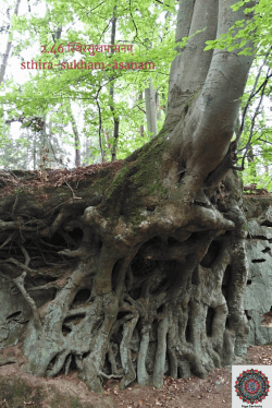 sthira sukha quote arbre