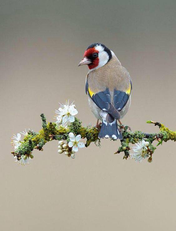 oiseau multicolor sur une branche de cerisier kanno hisao